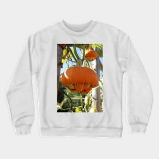 Turban Squash Crewneck Sweatshirt